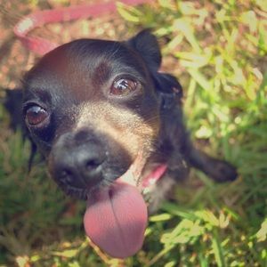 Willow Says: MAKE AN ARF-ER!🐶🐶